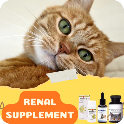 The importance for Pet Health Basic steps that will Meeting the demands of An individual’s Lover